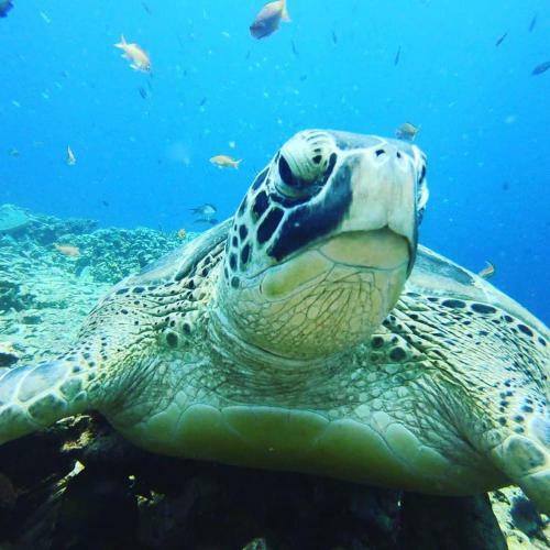 Villa Ultimate Dive Gili Gede