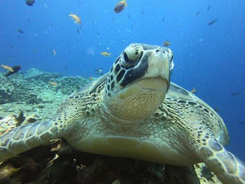 Villa Ultimate Dive Gili Gede