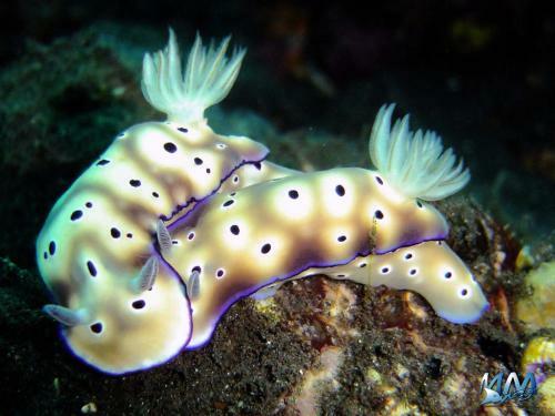 Hostal Penida Dive Resort