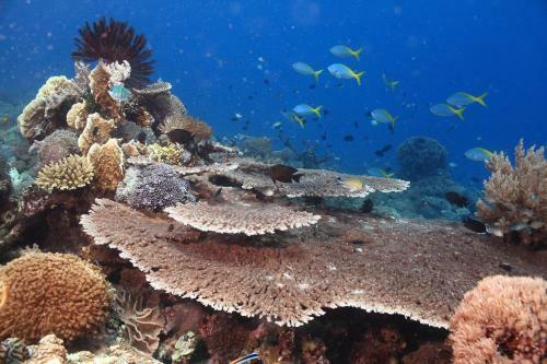 Hostal Penida Dive Resort