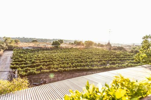 Lodge Mettler Winery