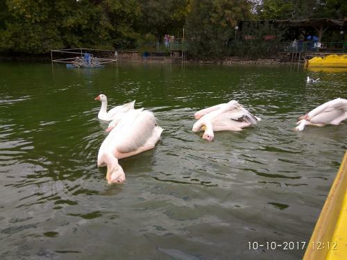 At Our Yard - Vacation Apartments In Upper Galilee