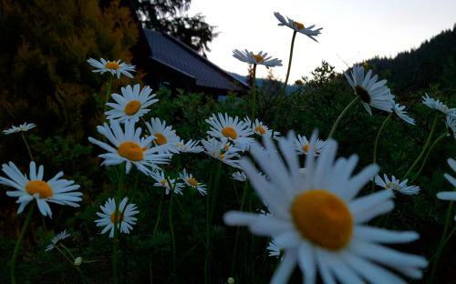 Tsarynka Holiday Park