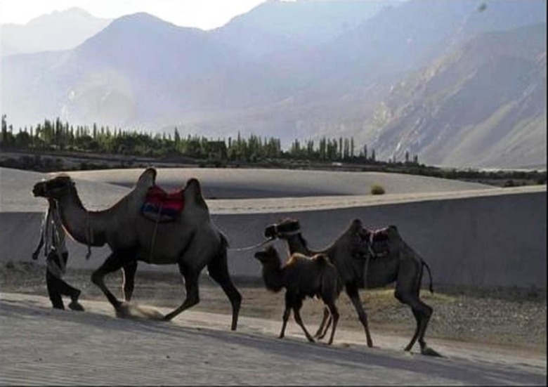 Hotel Tih Nubra Escapes Camp