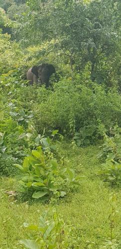 Hotel Wild Life Resort