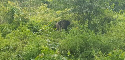Hotel Wild Life Resort