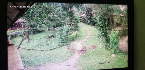 Hotel Wild Life Resort