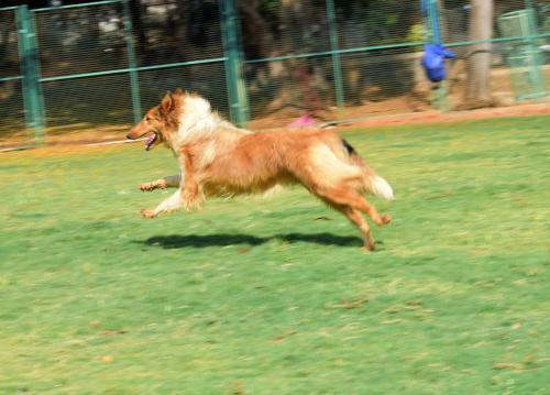 Hotel Manas Resort With Petting Zoo, Igatpuri