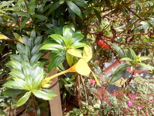 Green Land Homestay