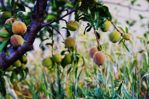 Bed & Breakfast Chirping Orchard, Mukteshwar