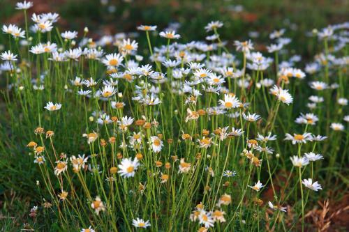 Bed & Breakfast Chirping Orchard, Mukteshwar
