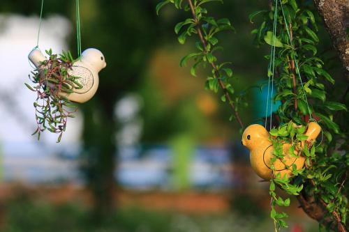 Bed & Breakfast Chirping Orchard, Mukteshwar