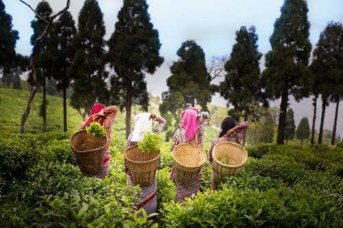 Hotel Sourenee Tea Estate