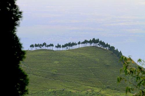 Hotel Sourenee Tea Estate