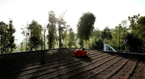 Hostal Coffee Native Homestay