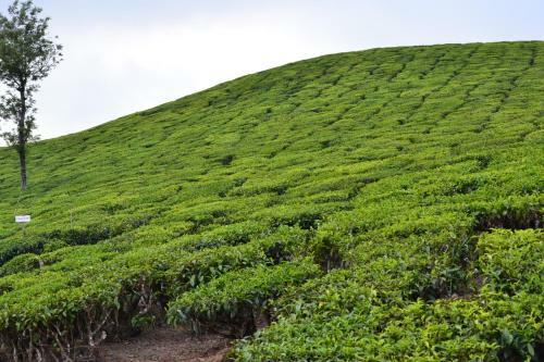 Villa Arabian Nights Munnar