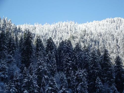 Pines And Peaks Hotel