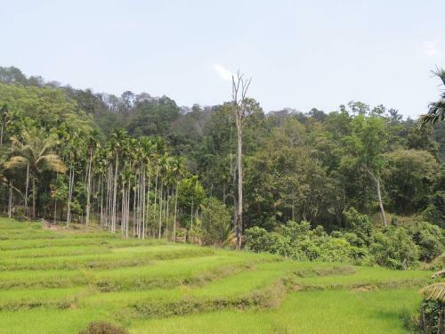 Dandeli - Jungle Nest