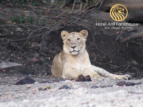 Hotel Anil Farmhouse Gir Jungle Resort