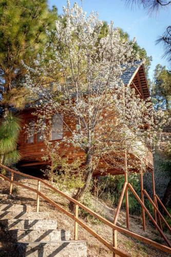 Hotel Suro Treehouse Resort