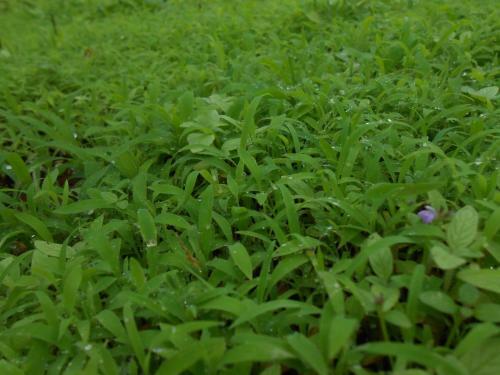 Hostal Rashmi Woods Hotel & Resort