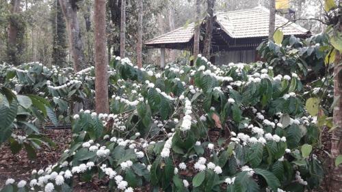 Villa Rai Cottage @ Coorg ,suntikoppa