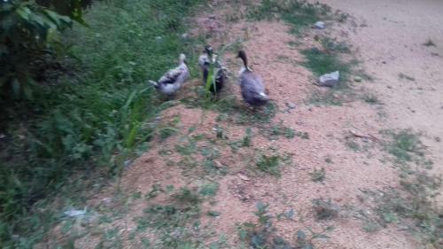 Hotel Wego Garden- Budget Rooms