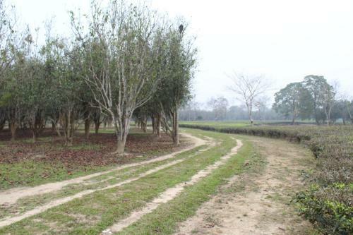 Hotel Chai Seeds Resort