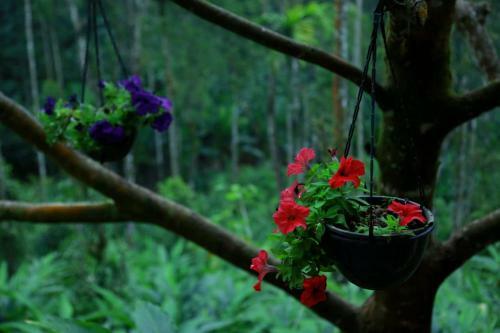 Hotel Lee Wood Villas