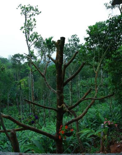 Hotel Lee Wood Villas