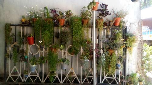 Spicegreen Homestay