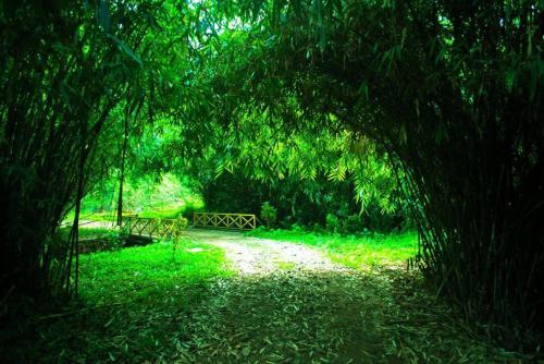 Hotel Vythiri Holiday Resort