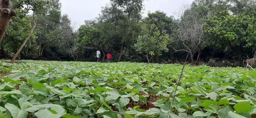 Hostal Lotus Garden Guest House
