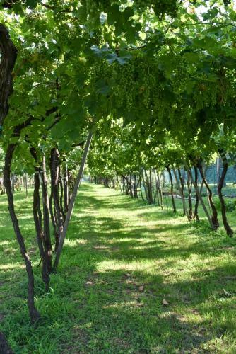 La Terrazza Sulle Vigne B&B