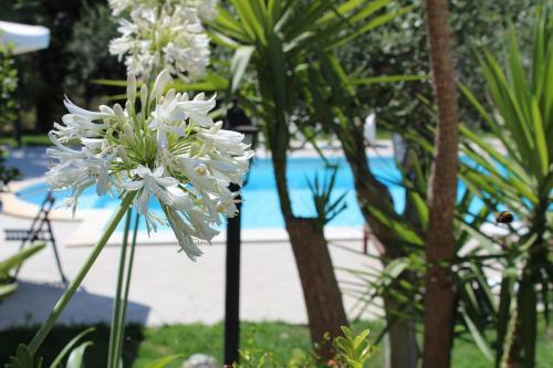Villa Orchidea B&B