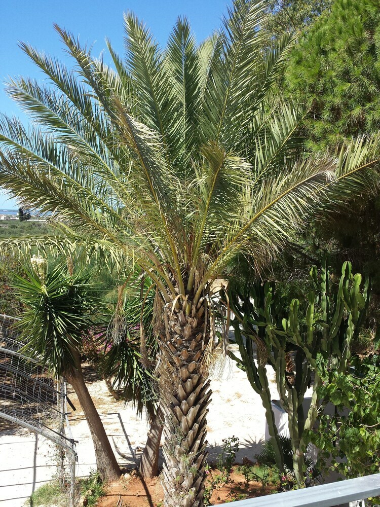 Bed & Breakfast Baglio Il Giovinetto