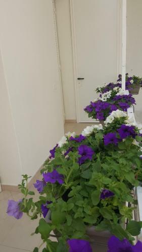 Hostal Matera Guest House