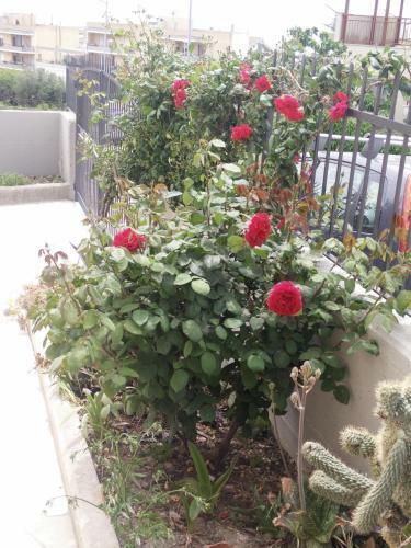 B&B Green Da Maria