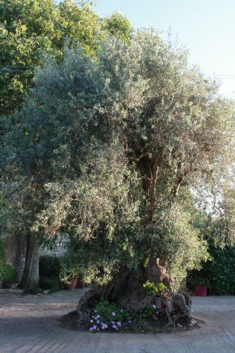 Agroturismo L'antico Ulivo