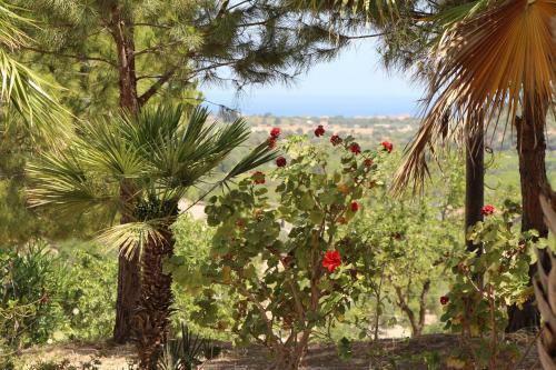 Villa Ambra - Noto (siracusa) Between Olive Trees