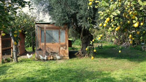 Villa Hiresicily - Giardino Di Limoni