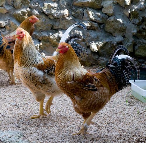 Agroturismo Azienda Agrituristica Scalelle