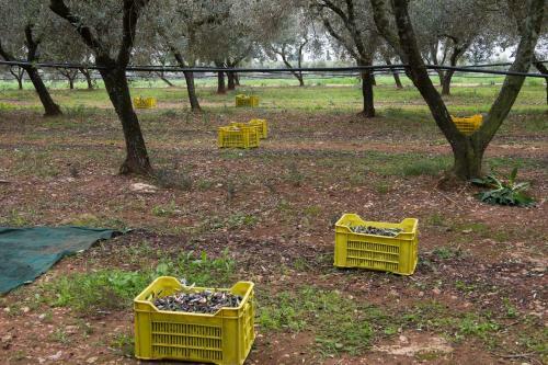 Agroturismo Azienda Agrituristica Scalelle