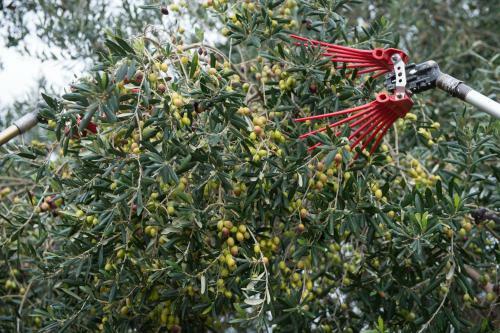 Agroturismo Azienda Agrituristica Scalelle