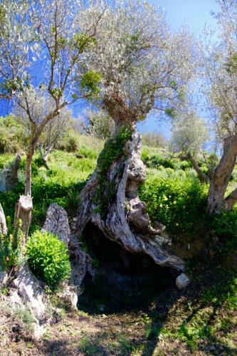 Agroturismo Il Giglio