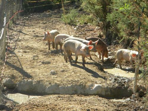 Agroturismo I Gelsi E I Castagni