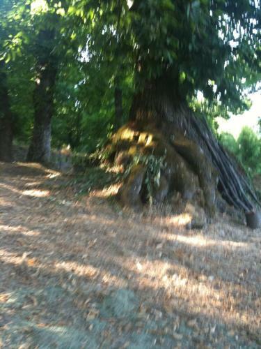 Agroturismo Old Chestnut House