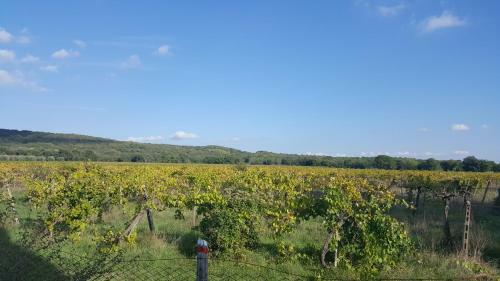 Locanda B&B Momo