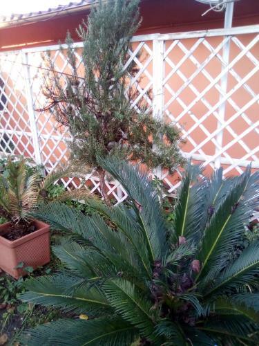 Apartamento Braccianese Guest House