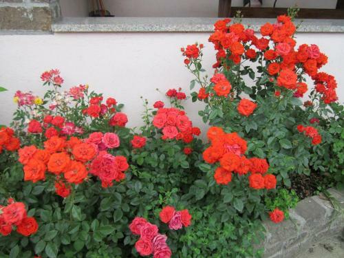Bed & Breakfast Le 3 Camelie Malpensa